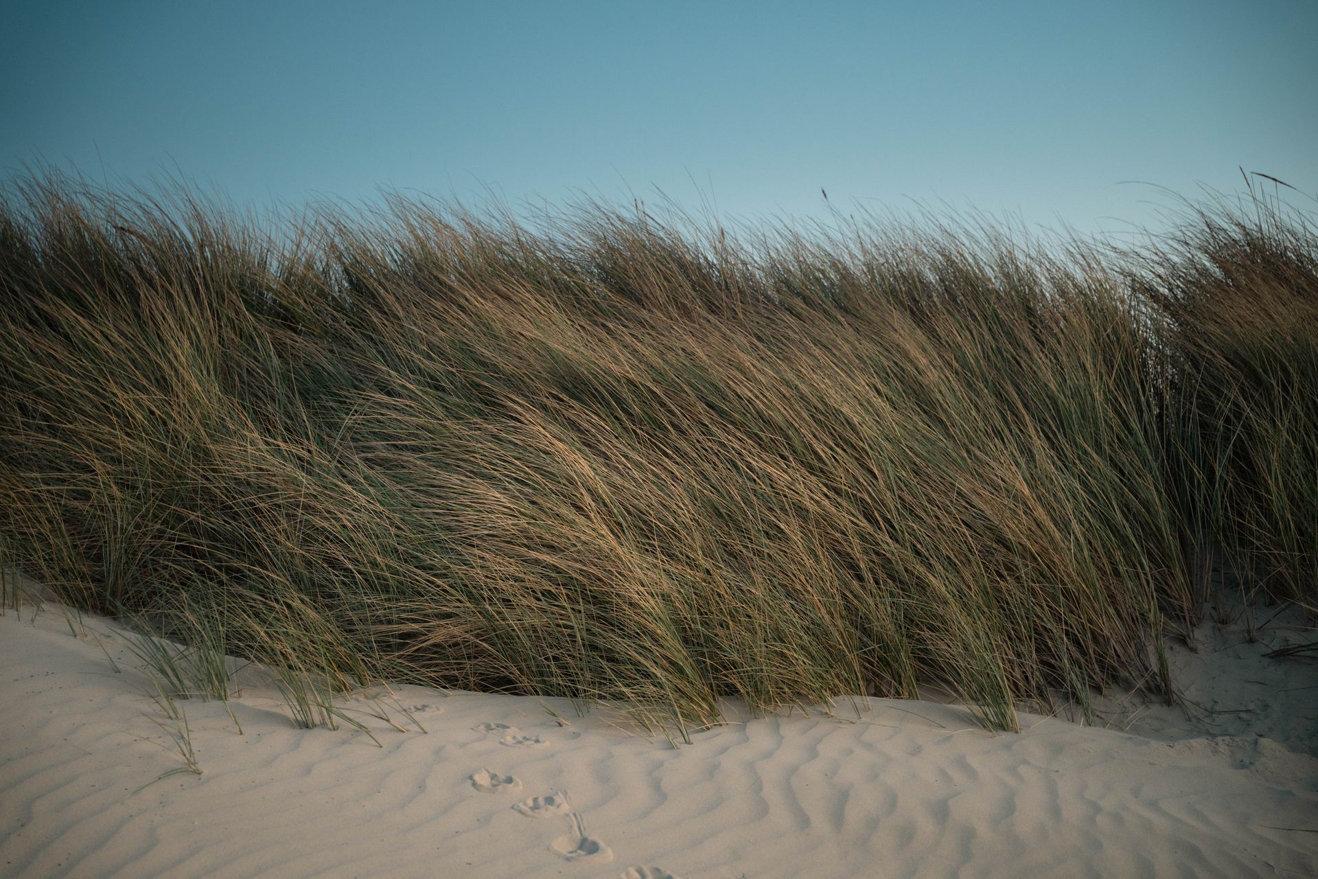 Coastal dunes